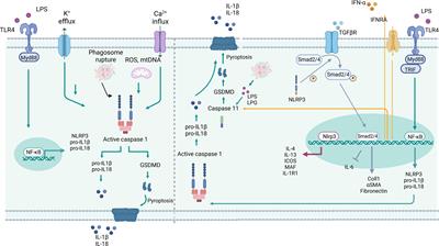 Cell type-specific roles of NLRP3, inflammasome-dependent and -independent, in host defense, sterile necroinflammation, tissue repair, and fibrosis